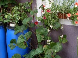 9908cd_8ad543c6b03744cd990b200558505d3a_mv2_d_1536_2048_s_2